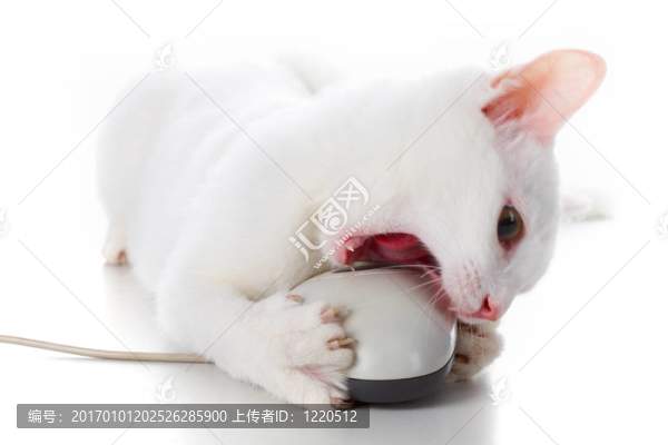 貓和老鼠