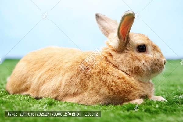 毛茸茸的兔子