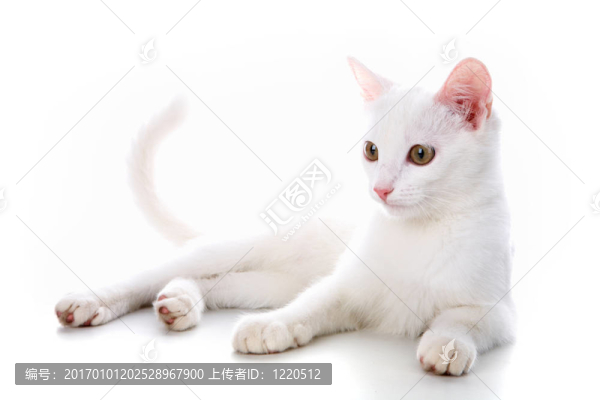 白色小貓