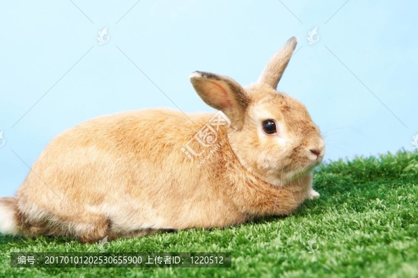 毛茸茸的兔子