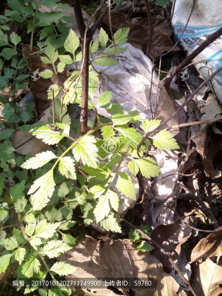 野生植物