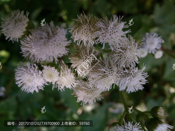 野菊花