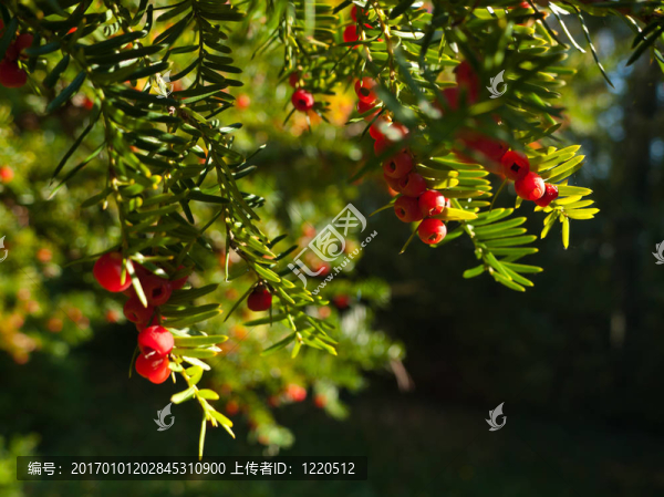 歐洲紅豆杉