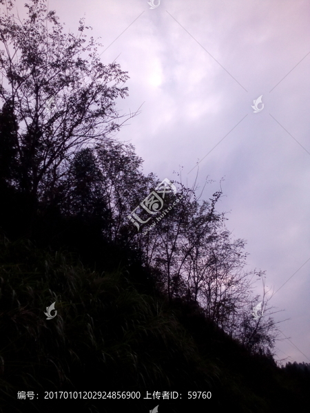 樹影天空-匯圖網(wǎng) www.fosd68.com 樹影天空
