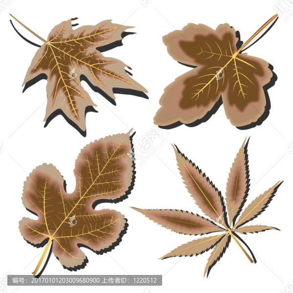 干葉收白