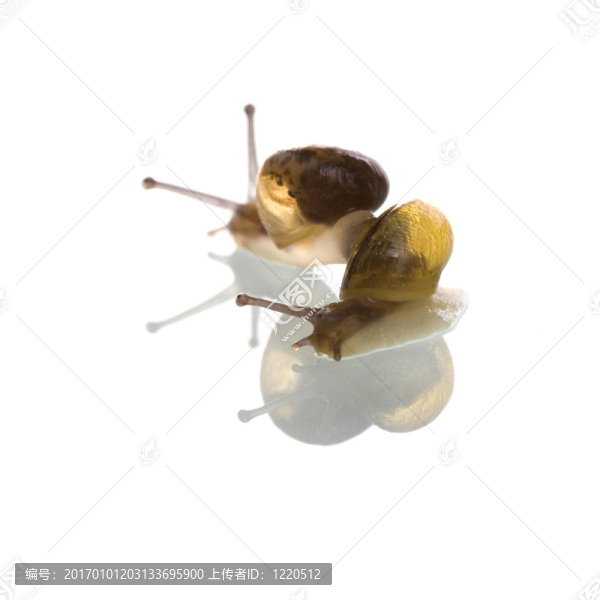 蝸牛