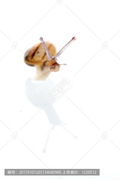 蝸牛