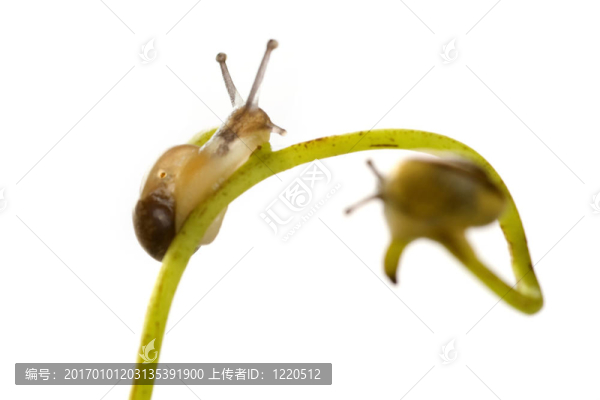 蝸牛