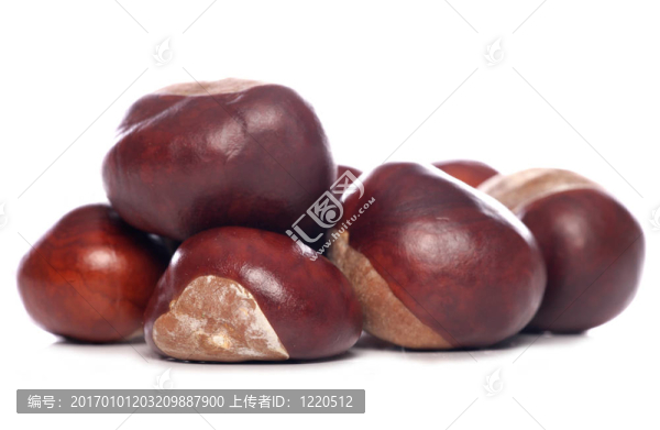 七葉樹七葉樹果實