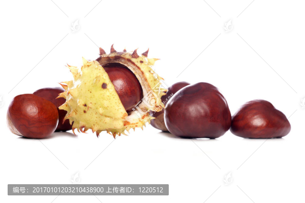 七葉樹七葉樹果實