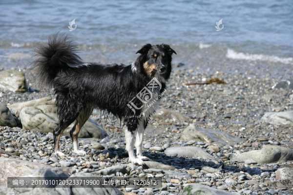 邊境牧羊犬在海灘上