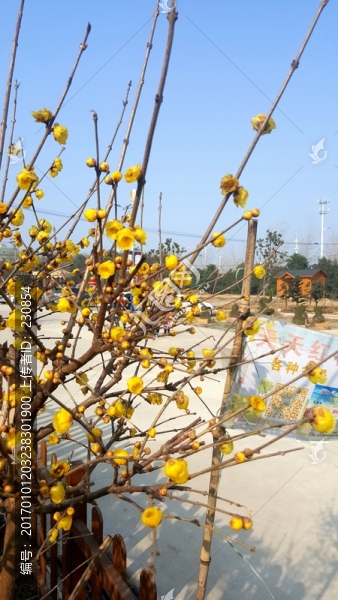 臘梅,黃色臘梅花