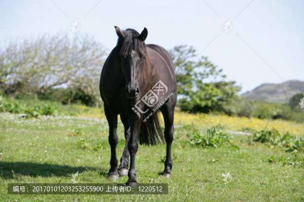 黑灣黑馬