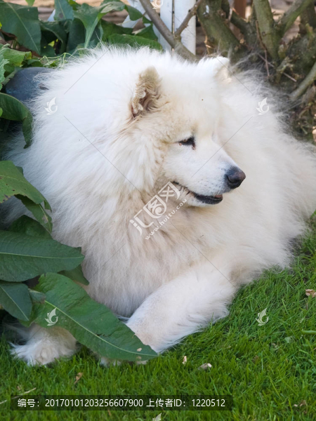 漂亮薩摩耶犬