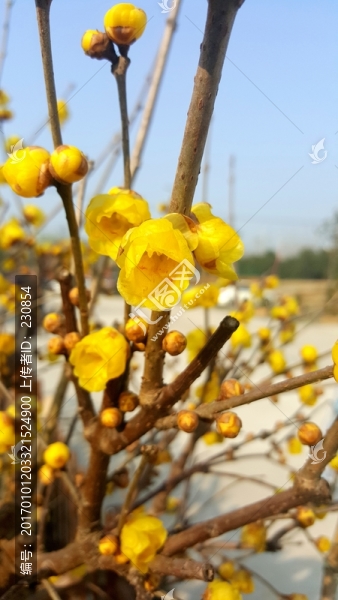 臘梅,黃色臘梅花