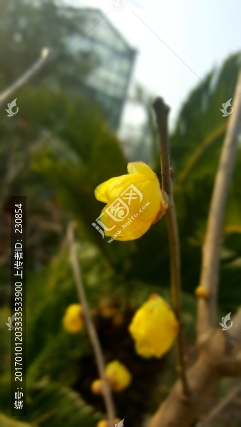 臘梅,黃色臘梅花