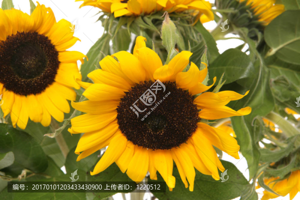 向日葵關(guān)閉工作室剪影