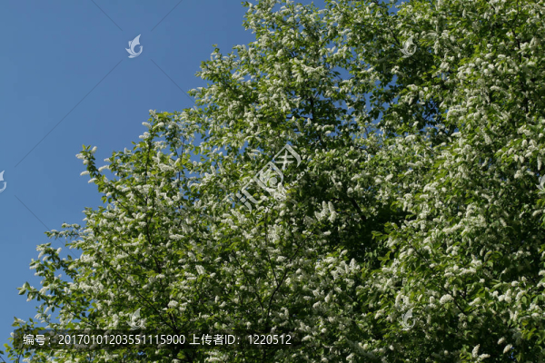 鳥(niǎo)櫻桃樹(shù)