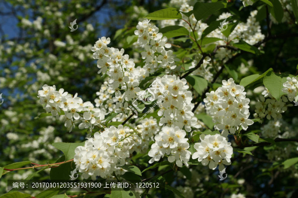 春蕾