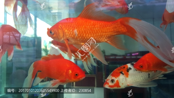 觀賞魚,水族館