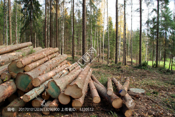 Forest云杉木材采伐