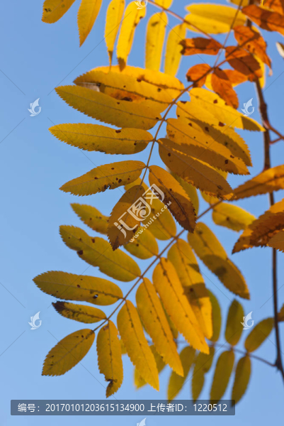 一個(gè)秋天的花楸葉