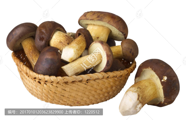 食用蘑菇