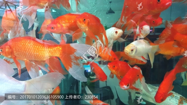 觀賞魚,水族館