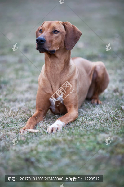 羅得西亞脊背犬