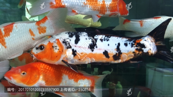 觀賞魚,水族館