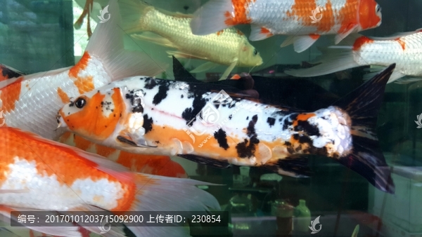 觀賞魚,水族箱