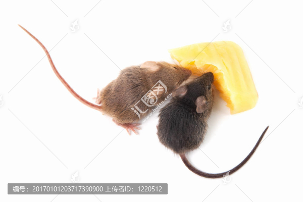 老鼠和奶酪