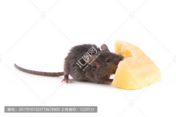 老鼠和奶酪