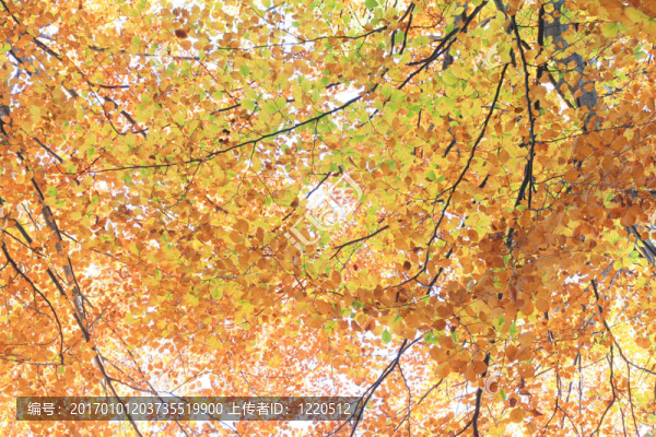 美麗的秋天-匯圖網(wǎng) www.fosd68.com 美麗的秋天