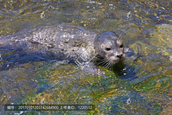 港海豹