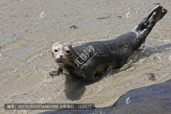 港海豹