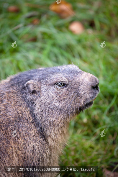 土撥鼠（Marmota,marmota）