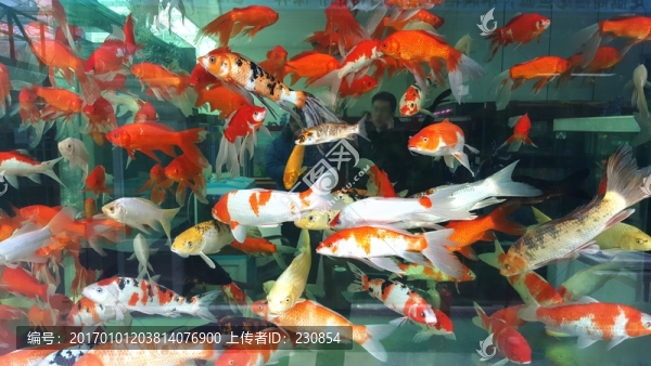 觀賞魚(yú),水族箱