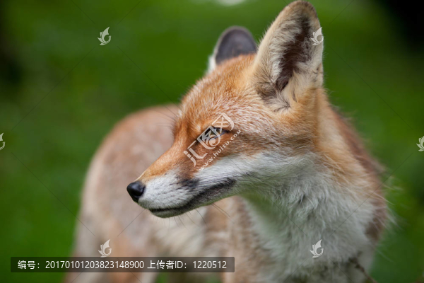 紅狐貍（Vulpes,vulpes）