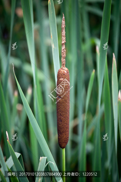 常見的香蒲Typha,latifolia）{