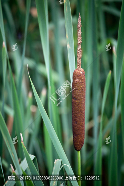 常見的香蒲Typha,latifolia）{