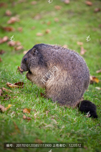 土撥鼠（Marmota,marmota）