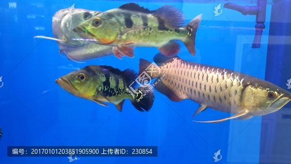 觀賞魚(yú),水族箱