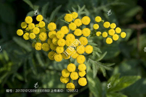 艾菊