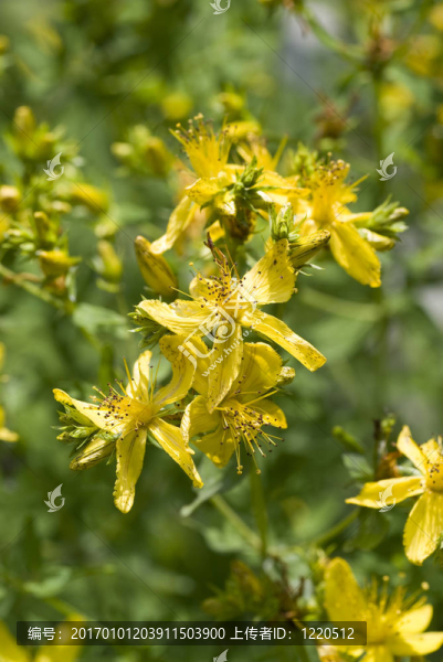圣John,s,Wort