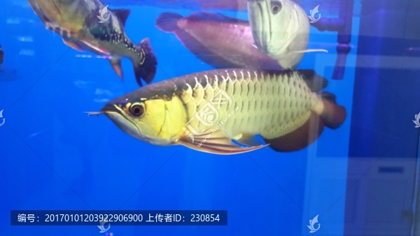 觀賞魚,水族箱