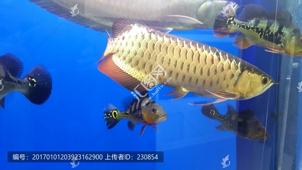 觀賞魚,水族箱
