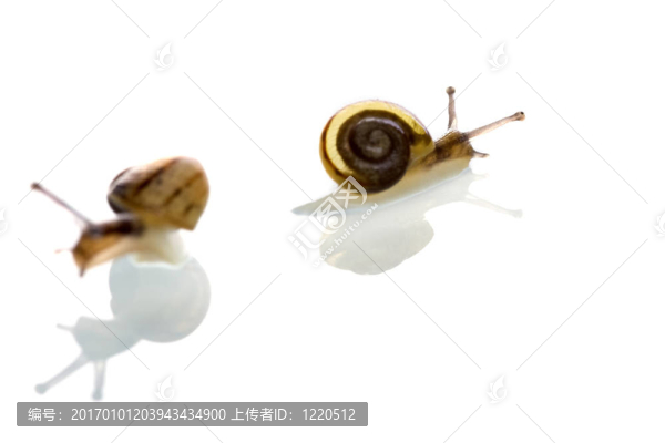 蝸牛
