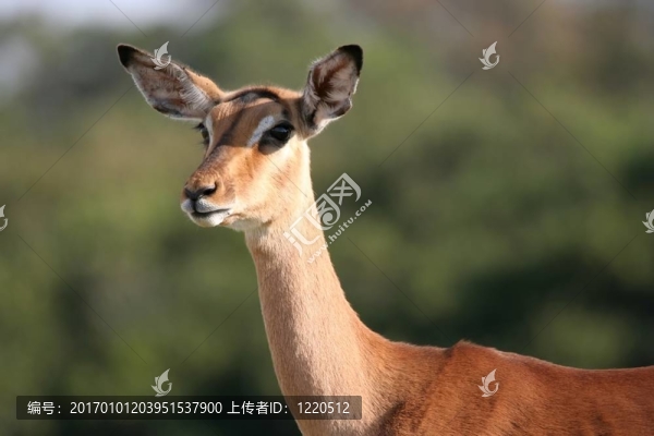 黑斑羚羊