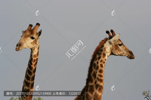 兩只長頸鹿
